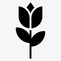 泰国莲花莲花佛教花高清图片