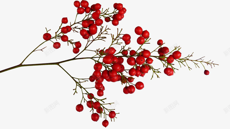 浆果红色植物png免抠素材_新图网 https://ixintu.com 浆果 红色 植物