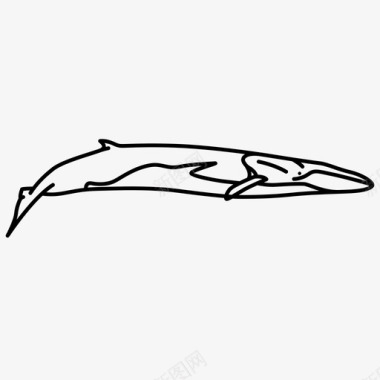 长须鲸哺乳动物海洋图标