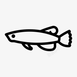 鱼金龙鱼水族馆鱼高清图片