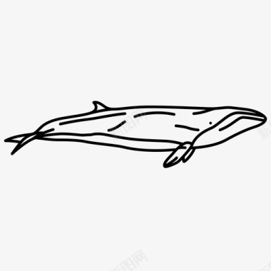 威尔士巨鲸侏儒鲸图标