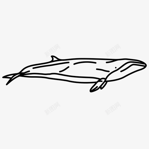 威尔士巨鲸侏儒鲸svg_新图网 https://ixintu.com 威尔士 巨鲸 侏儒