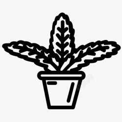 阔叶植物女士棕榈阔叶植物室内装饰高清图片