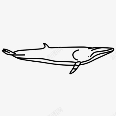 小须鲸哺乳动物海洋图标