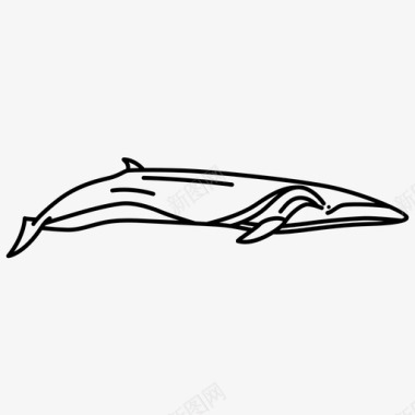 六头鲸鱼巨人哺乳动物图标