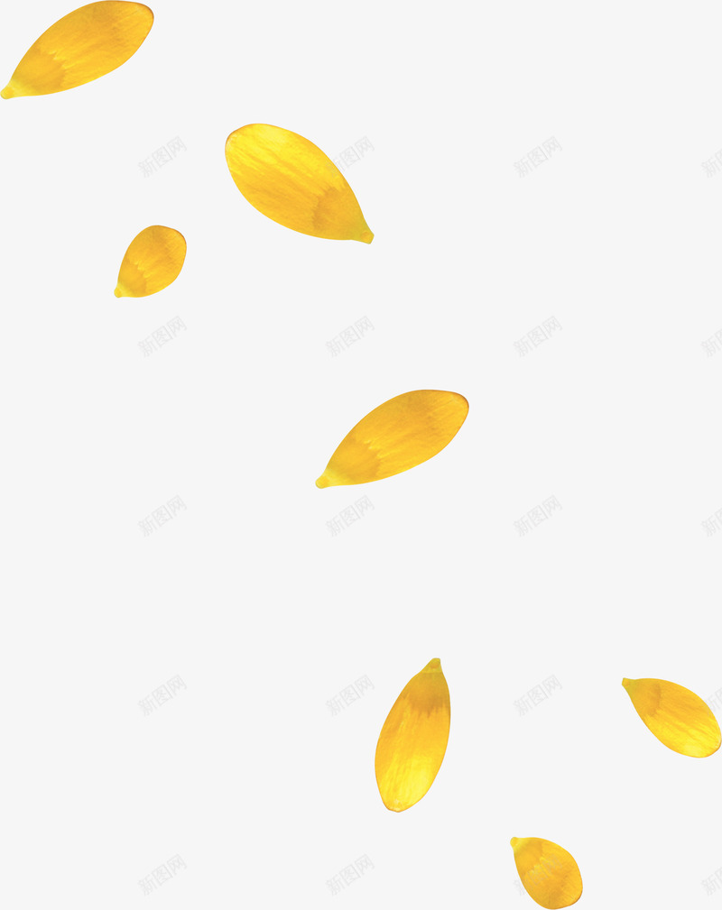 菊花瓣png免抠素材_新图网 https://ixintu.com 菊花 花瓣