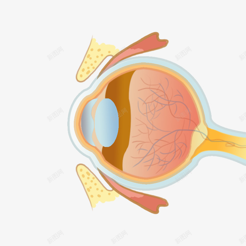 眼睛黄斑区01png免抠素材_新图网 https://ixintu.com 眼睛 黄斑区