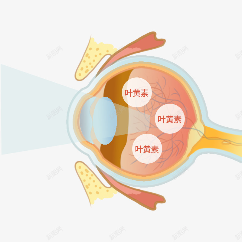 眼睛黄斑区png免抠素材_新图网 https://ixintu.com 眼睛 黄斑区