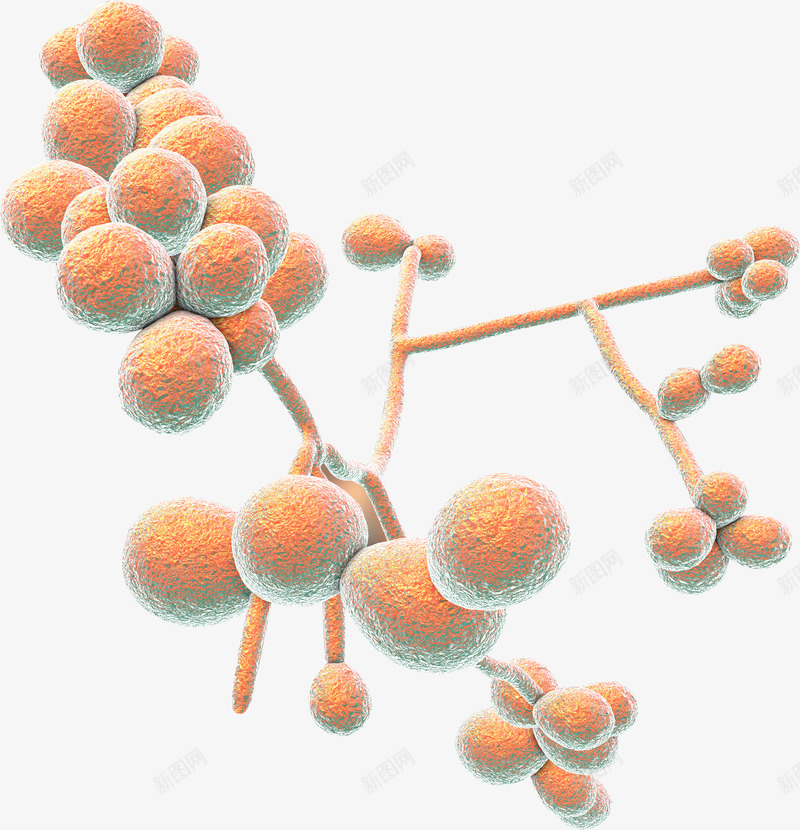 白色念珠菌png免抠素材_新图网 https://ixintu.com 白色 念珠