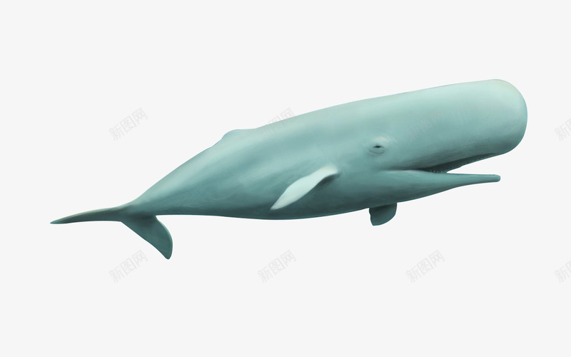 鲸鱼插画png免抠素材_新图网 https://ixintu.com 鲸鱼 插画