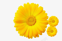 黄色菊花图案素材