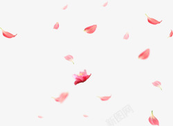 粉色花瓣飘落春天春色桃花花卉花朵漂浮素材