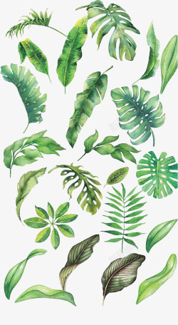 插画树叶热带植物叶子素材