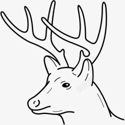 白尾鹿白尾鹿动物伊利诺伊州高清图片