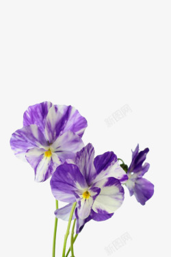 紫花地丁2素材