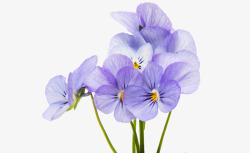 紫花地丁1素材