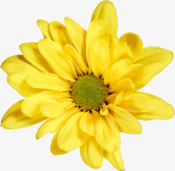 日系花朵唯美森系优雅写实花卉花朵叶子卡片图案AI矢量卡片请高清图片
