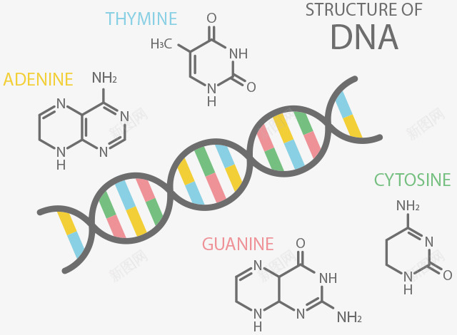 DNA基因检测分析GeneLife基因乐活日本基因png_新图网 https://ixintu.com 基因 检测 分析 乐活 日本