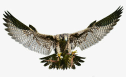 猎鹰方法猎物访问勐禽野生动物羽毛鸷鸟鸟性质动物世界素材