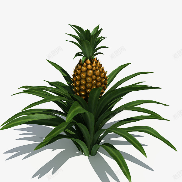 菠萝树的搜索结果png免抠素材_新图网 https://ixintu.com 菠萝 搜索结果