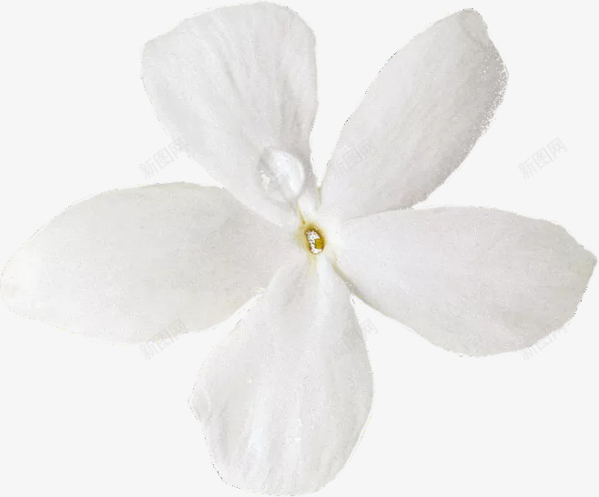 水珠白色花朵元素png免抠素材_新图网 https://ixintu.com 花 花朵 白色 黄色 花蕊 水润 水珠 水滴 露珠 透明