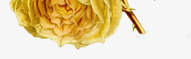 黄色玫瑰彩色手绘鲜花动植物壁纸png免抠素材_新图网 https://ixintu.com 黄色 玫瑰 彩色 手绘 鲜花 动植物 壁纸
