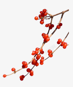 红豆1花枝常用素材