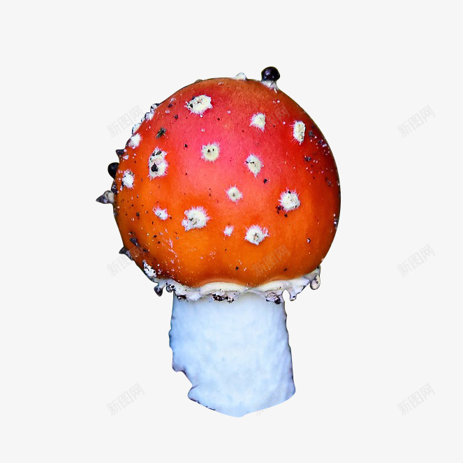 蘑菇毒蘑菇免扣免扣png免抠素材_新图网 https://ixintu.com 蘑菇 免扣