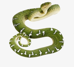 绿蛇素材