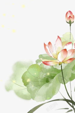 荷花莲花莲花素材