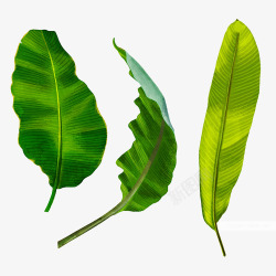 手绘热带绿色植物树叶合成素材