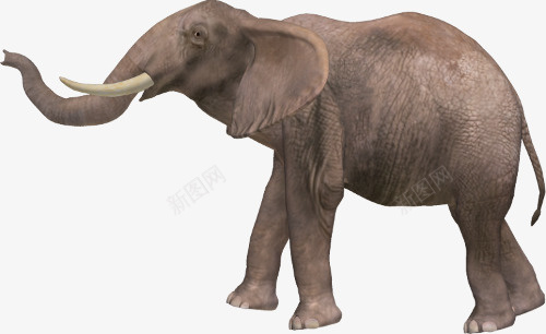 elephant大象png免抠素材_新图网 https://ixintu.com 大象群 大象 象 免扣象 真实象 大型动物 elephant