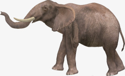 大象群elephant大象高清图片