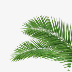 海南椰树棕榈叶树叶高清图片