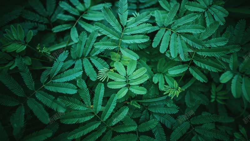 绿色护眼的壁纸jpg设计背景_新图网 https://ixintu.com 绿色 护眼 植物 小清新 深绿色
