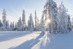 冬日阳光冬日冬天雪地阳光摄影图高清图片