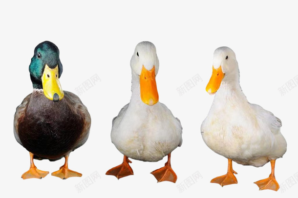 三只可爱的鸭子png免抠素材_新图网 https://ixintu.com 鸭子 可爱 鸭肉 家禽
