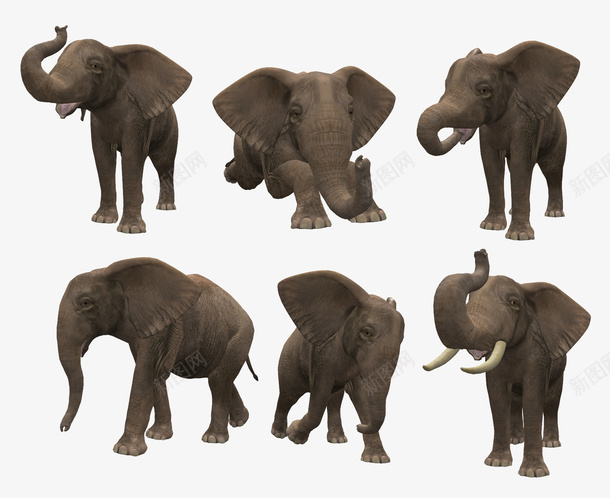 六个视角的的免扣大象png免抠素材_新图网 https://ixintu.com elephant 大象 象 象牙 动物