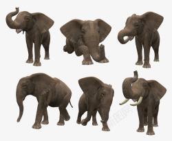 大象elephant六个视角的的免扣大象高清图片