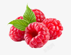 红色树莓免抠水果树莓高清图片