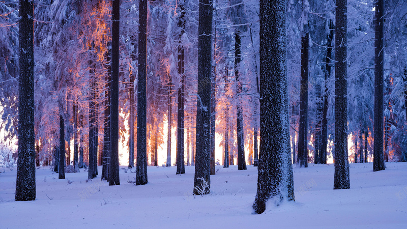 风景森林雪白jpg设计背景_新图网 https://ixintu.com 云杉 奇景 挪威 日落 森林 雪域