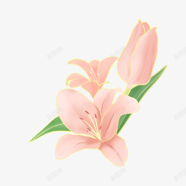 粉红色的花朵插画素材png免抠素材_新图网 https://ixintu.com 花朵 花瓣 粉红色 植物