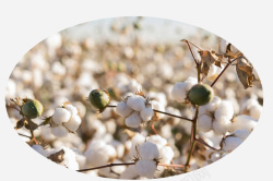 一朵棉花头白棉花种子系列高清图片
