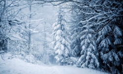 树挂冬季树挂图片高清图片