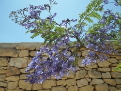 比勒南非比勒陀利亚蓝花楹大道高清图片