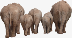 大象群免扣高清大象高清图片