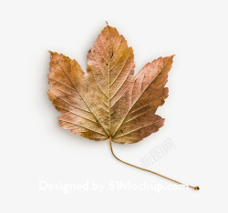 完美的秋天落叶广告场景设计树叶免扣素材