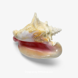 航洋超海星海螺贝壳珊瑚海马等航洋生物主题shell23高清图片