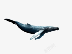 虎课网鲲鲸鱼素材