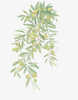 手绘树叶橄榄树素材